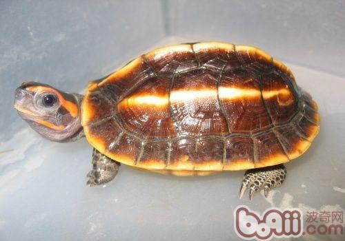 Morphological characteristics of the three-sided black turtle