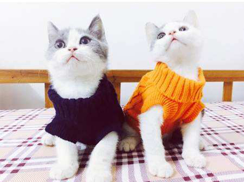 Revealed- The Persian cat is the fourth prince among the pet cat family!