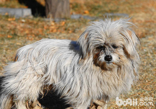 Who will control the stray dog ​​that bites