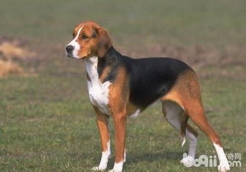 Where to buy American Foxhound