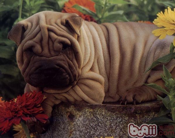 Shar-Pei breed profile