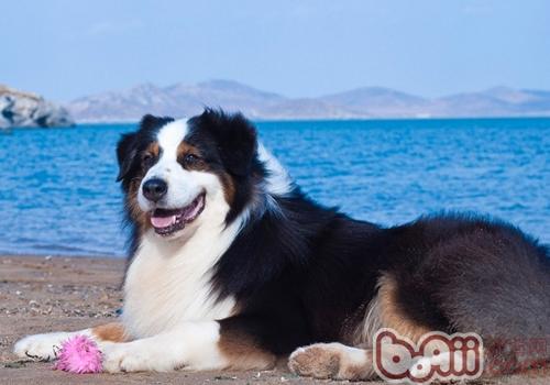 Why do dogs sneeze-