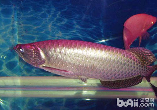 Introduction to the breeding of Australian arowana species