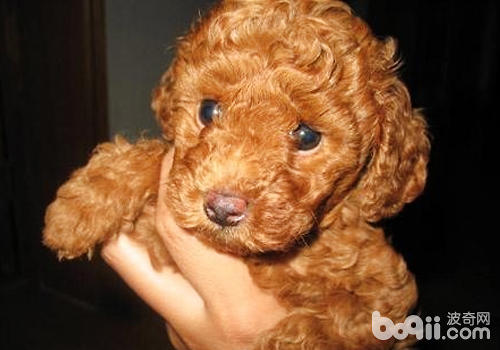 What conditions can cause the nose and coat of a red poodle to change color-