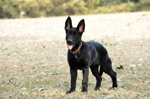How to train an East German dog to guard the house! Let’s take a look!