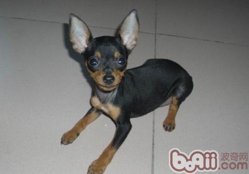 Distinguish between Chihuahua and Fawn Dog