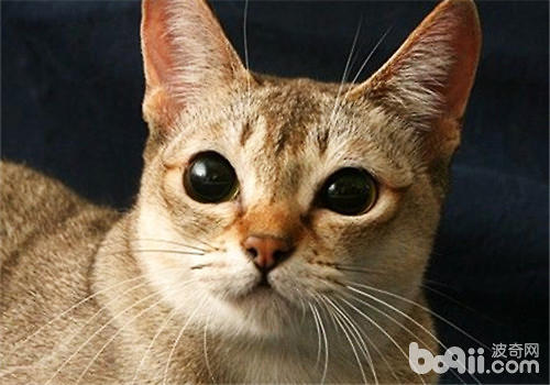 Singapore cat price, how much does a Singapore cat cost-
