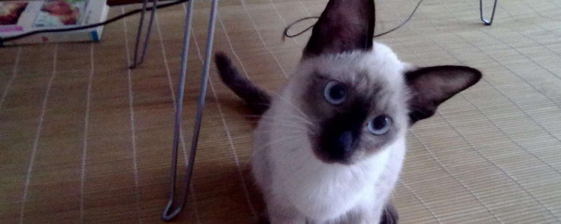 What cat food is good for kittens to eat-