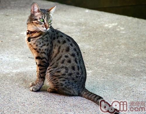 Which cat is easier to raise-