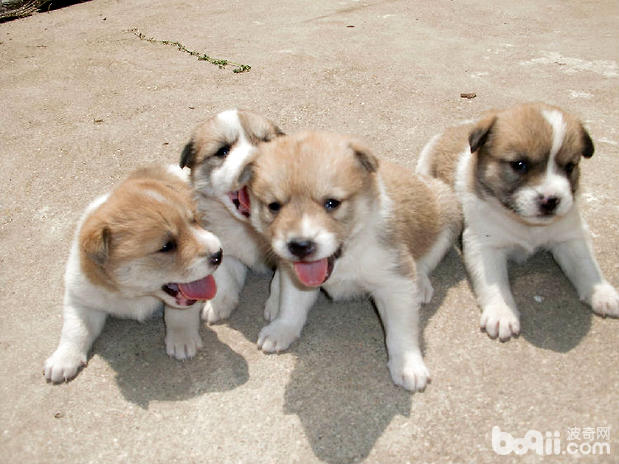Introduction to Chinese Garden Dog Breeds