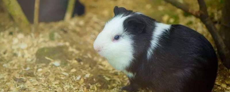 Why are guinea pigs called guinea pigs-