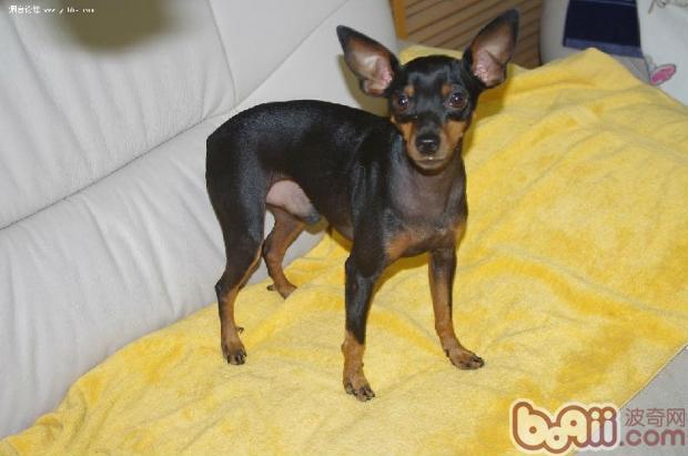 Miniature Pinscher Breed Profile