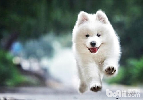 When is the golden season for dog grooming-