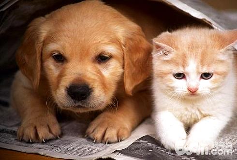 What kind of dog is suitable for the elderly- Can the elderly raise large dogs-
