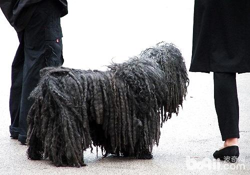 What are the differences between the Komondor and the Polly? 