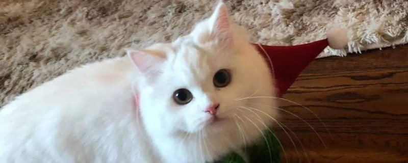 How to relieve a female cat from estrus