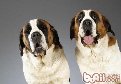 What should I do if my dog gets wet in the rain-