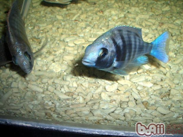 Sapphire fish species introduction