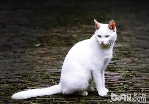 pure white chinese garden cat