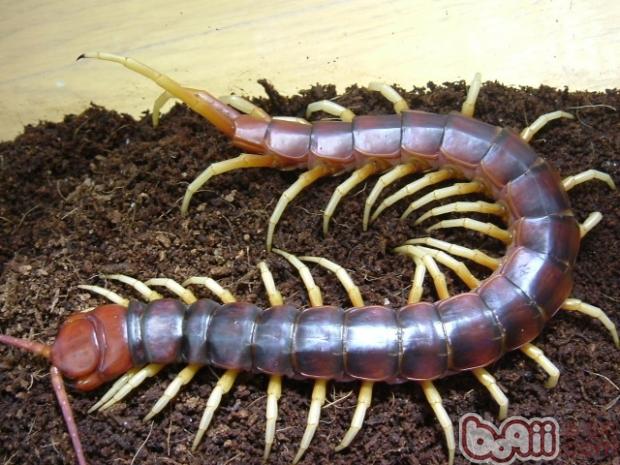 The internal structure of the centipede revealed