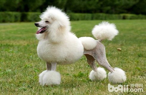 What colors are there in Poodles-