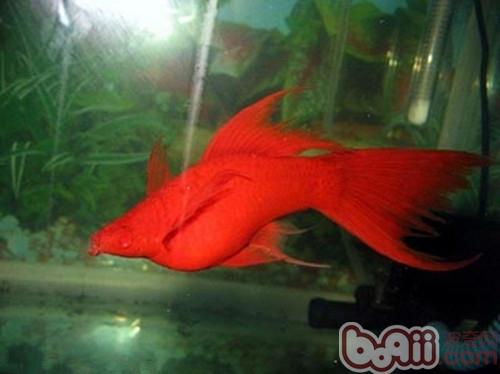 Introduction to red swordfish species