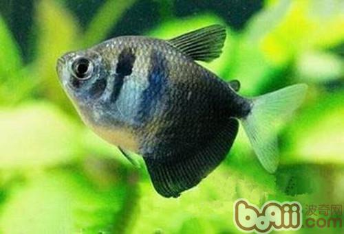 The appearance characteristics of black skirt fish