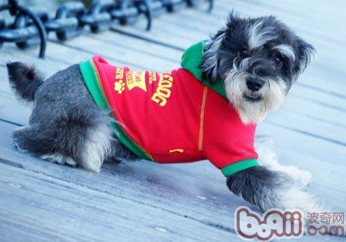 Is the dog language translator reliable-