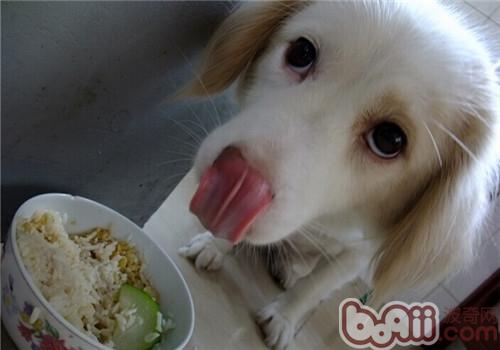 What vegetables can dogs eat-