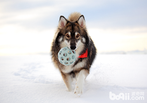 In addition to the three sled dogs, the other six little-known sled dogs