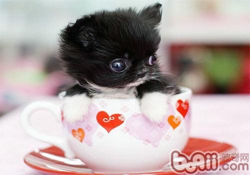 Teacup Dog Breeding Knowledge