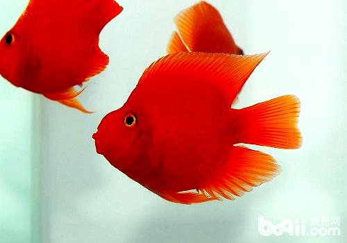 How much is the kissing fish?