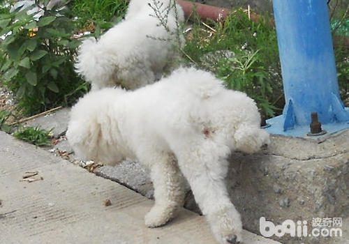 What should you pay attention to when marking your dog when you go out-