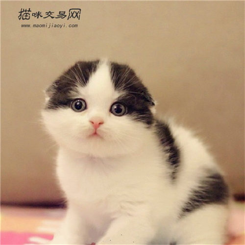 What should I do if my Scottish Fold cat is picky and has no appetite?