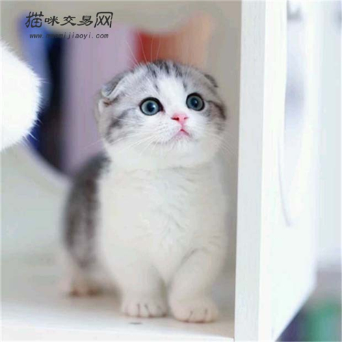 What should I do if my Scottish Fold cat is picky and has no appetite?