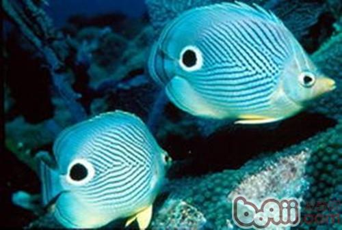 Some common species of butterfly fish