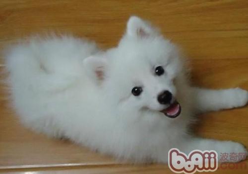 What are the foods that are difficult for dogs to digest-