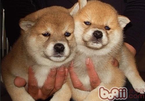 Why do dogs like to scratch their faces-