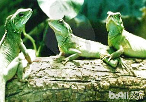 Things to note when raising water dragon lizards
