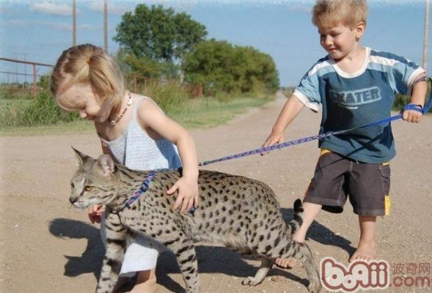Savannah cat- noble fashion -leopard print control-