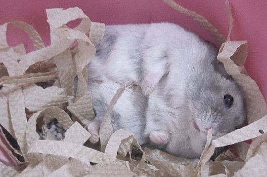 Purple How to train a hamster, a complete collection of hamster training methods