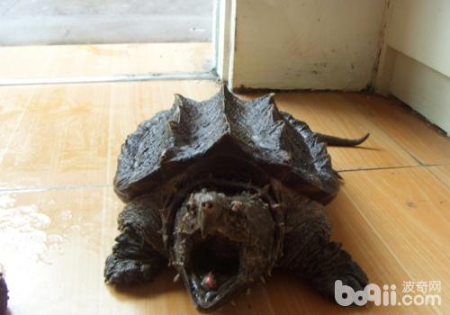 Is it easy to raise a snapping turtle-