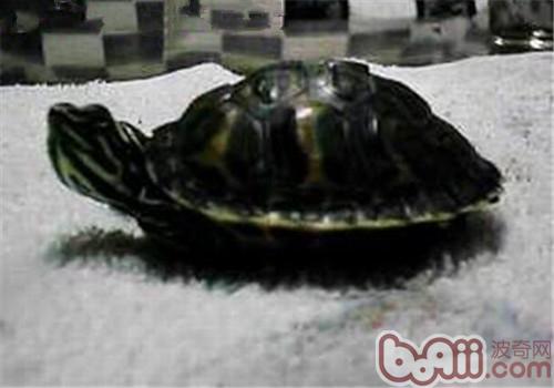 Morphological characteristics of the Alabama red-bellied turtle