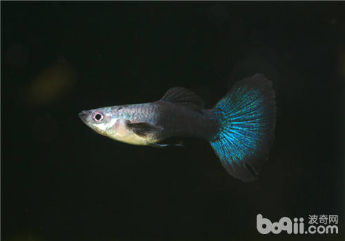 The history and origin of the name guppy