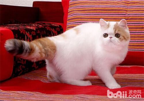 What kind of typical cat is Garfield?