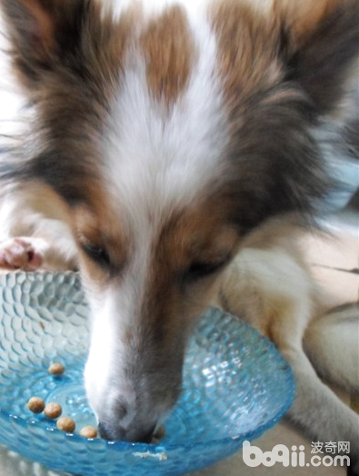 How to scientifically feed your dog dog food