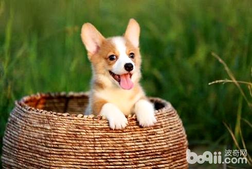 Introduction to common pet dog breeds and prices