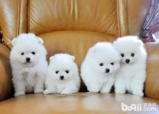 How to train for Pomeranian competition_2