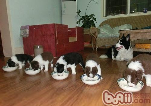 Why does a dog have a bad mouth-