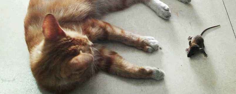 What to do if a cat gets stuck on mouse glue